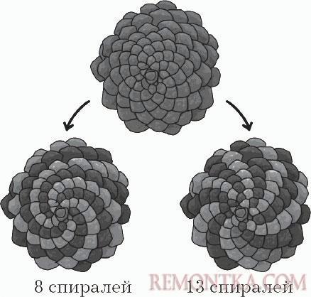 Последовательность Фибоначчи