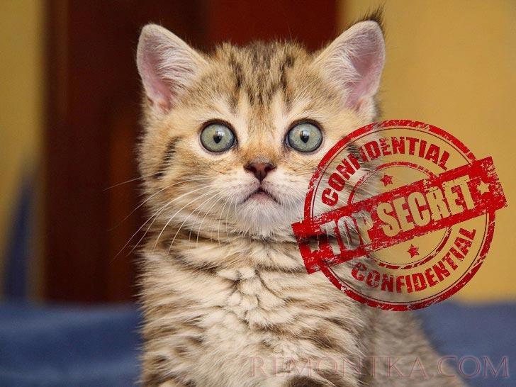 Секретный кот